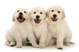 happy golden retriever pups